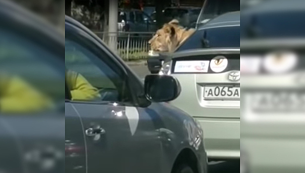 В Приморском крае в легковом автомобиле перевозили льва. Видео