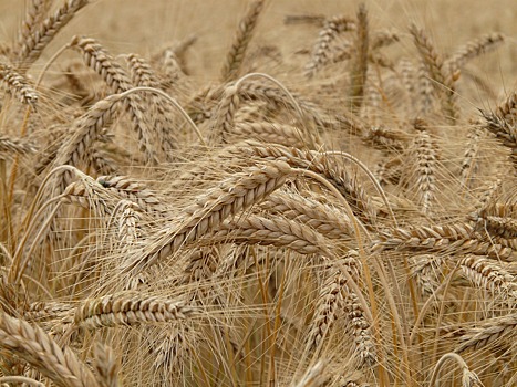 Первую тысячу гектаров зерновых обмолотили в Удмуртии