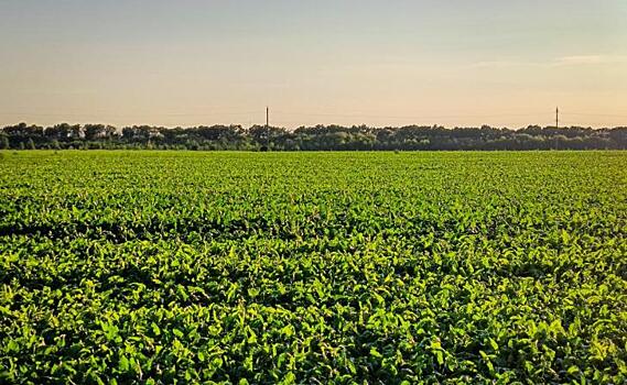 В Китай впервые экспортировали свекловичный жом с Олымского сахарного завода