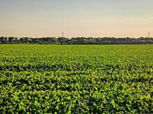 В Китай впервые экспортировали свекловичный жом с Олымского сахарного завода