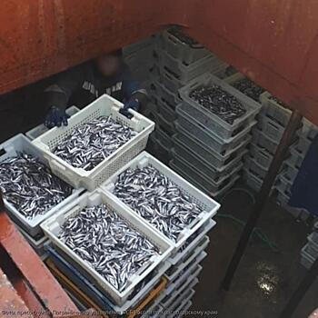 Пограничники обнаружили в приемно-транспортном рефрижераторе «Избербаш» более 6 тонн сырца хамсы
