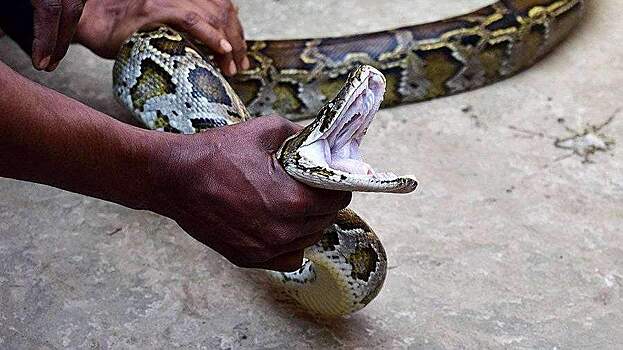 На штат Флорида обрушилось нашествие питонов