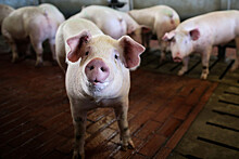 В Омске опрокинулся большегруз с 200 свиней