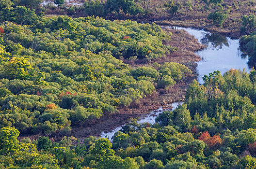 Патрушев: До 2030 года на сохранение лесов направят свыше 71 млрд рублей
