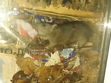 Бегающих среди посылок крыс обнаружили очевидцы на почтовом складе в Сарове