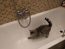 Врач Ольга Сайно попросила новосибирцев не принимать горячую ванну 1 января