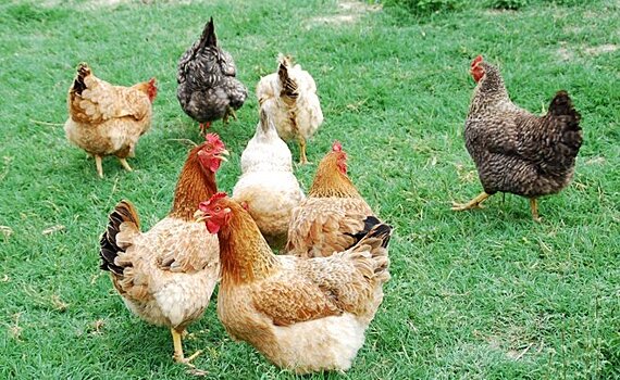 В Татарстане проведут отчуждение животных в двух хозяйствах, где нашли птичий грипп