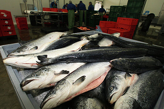 Роскачество: В России 40% филе лососевых и трески фальсифицированы