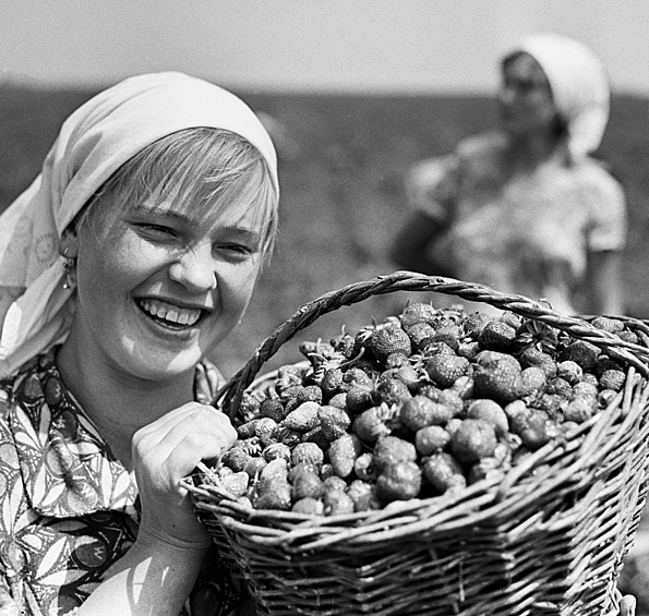 Комсомолка Надежда Рабич во время сбора земляники в колхозе имени Кирова, 1968 год