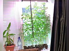 Оглашён приговор жителю Хабаровска, который выращивал коноплю на подоконнике своей квартиры