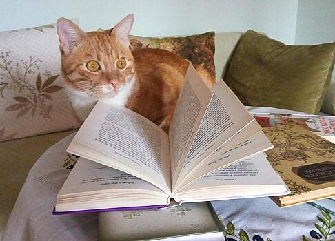 Подмосковный библиотекарь рассказала о любви своего кота Персика к Чехову