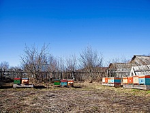 Полиция расследует дело об отравлении химикатами пасеки в Ковернинском районе