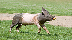 Стирают, строят планы на будущее и усыновляют: чем животные похожи на людей