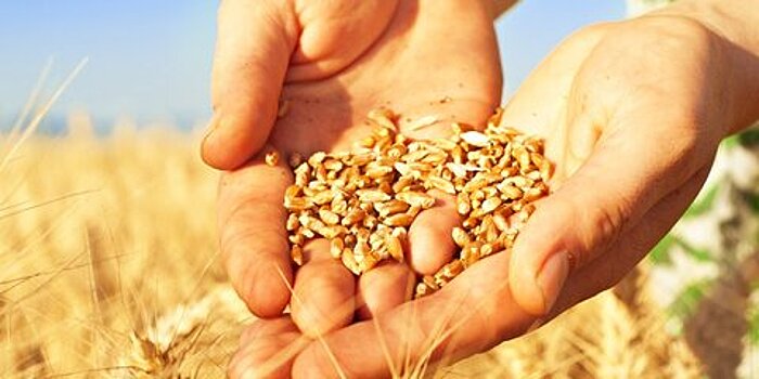 СМИ: российские компании сообщили о сложностях при экспорте пшеницы