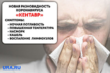 Свердловский врач рассказал о главных симптомах «Кентавра». Инфографика