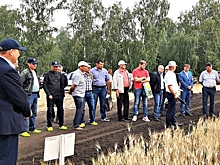 Научно-производственный опыт поможет южноуральским аграриям выбрать продуктивные сорта пшеницы