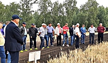 Научно-производственный опыт поможет южноуральским аграриям выбрать продуктивные сорта пшеницы