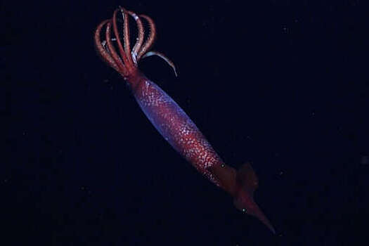 NatGeo: неуловимый полярный кальмар Gonatus antarcticus впервые попал на видео