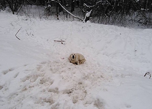 «Я покажу всем этих нелюдей»: ярославский депутат приютил собаку, которую выкинули на дорогу