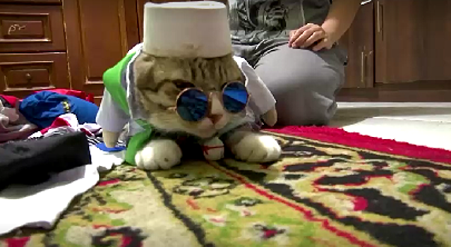 В Индонезии коты одеваются как персонажи из сказок