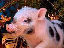 Как встретить Свинью: украшаем дом к Новому году