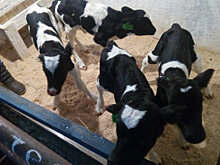 Почему мурманские фермеры не спешат регистрировать предприятия