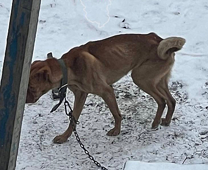 «Скелеты» на ледяной земле: в Кузбассе бьют тревогу о мучениях животных