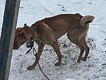 «Скелеты» на ледяной земле: в Кузбассе бьют тревогу о мучениях животных