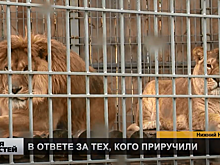 Нижегородцы помогли обитателям зоопарка «Мадагаскар»