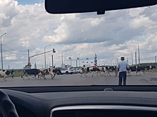 4 июня путь к Солотче перекрыли коровы