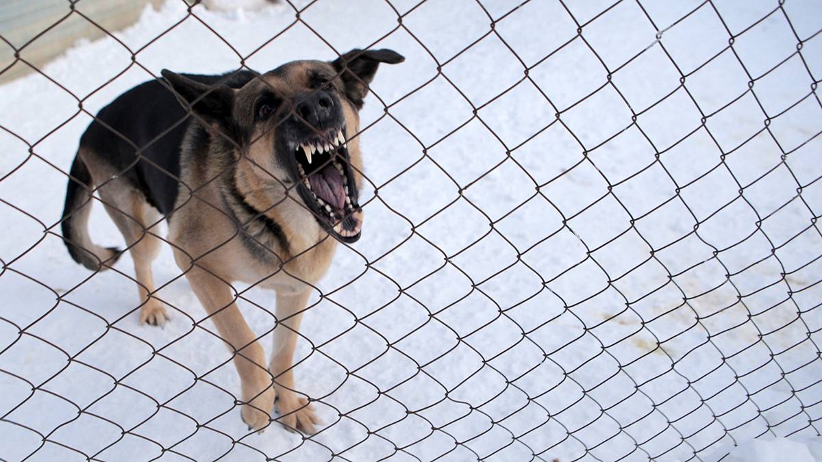 Школьники отбили второклассника у бродячей собаки в Иркутской области