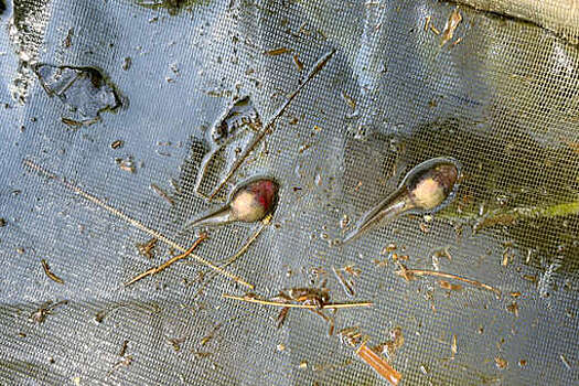 FrontiersAR: головастики ускоряют рост, чтобы спастись от инфекции