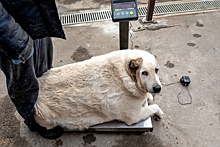 Нижегородцы всем миром спасают пса весом 100 килограммов