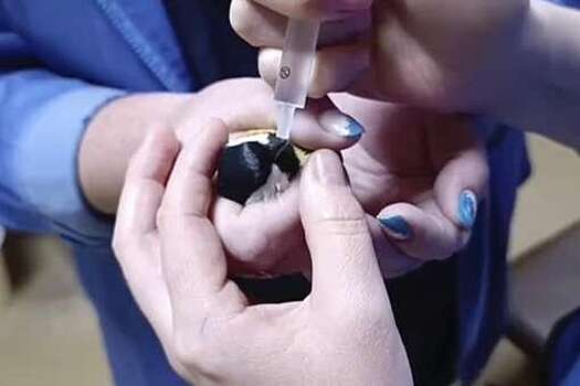 В Волосово врачи скорой помощи спасли синицу