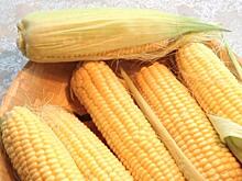 Эксперт: Употребление генно-модифицированной кукурузы несет потенциальные риски