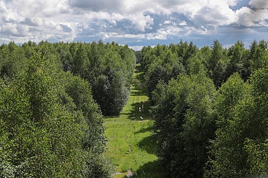 Названы регионы России, где быстрее всего исчезают леса