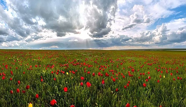 Волгоградцев зовут на уникальную прогулку по тюльпановым полям