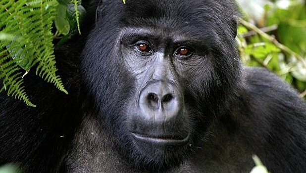 В США умерла самая старая рожденная в неволе горилла