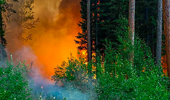 В Забайкалье удвоилась площадь лесных пожаров