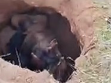 В Сети показали кадры с провалившейся в средневековый склеп лошадью