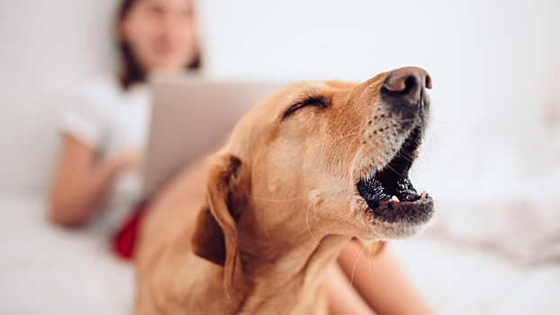 Как бороться с соседями, у которых постоянно лает собака