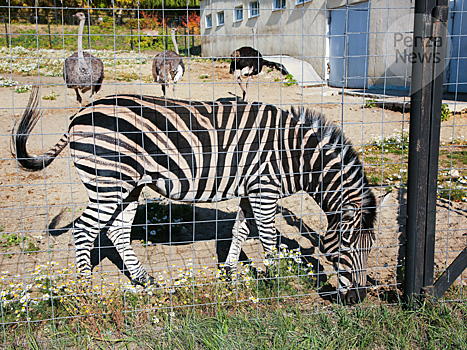 Пензенский зоопарк приобрел пару для самца зебры Чапмана