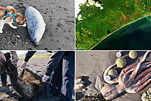 В Камчатгидромете определили причину выброса морских животных на берег