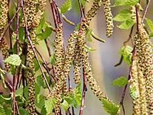 Определен маршрут обхода территории главой управы района Лианозово