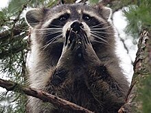 Мошенничество со льготами. Николаевский депутат оскандалился в зоопарке - видео