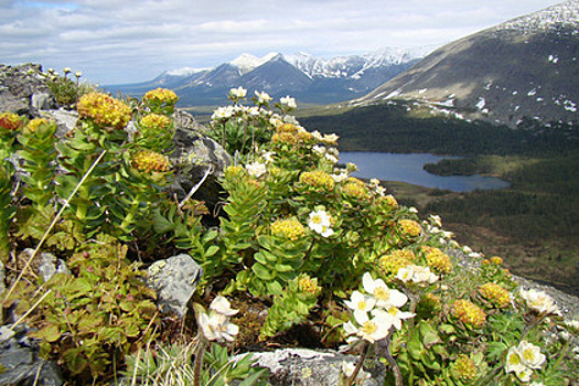 Экологи призвали спасти российский национальный парк от вырубки ради золота