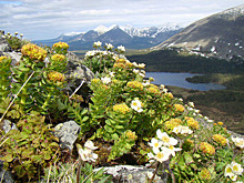 Экологи призвали спасти российский национальный парк от вырубки ради золота