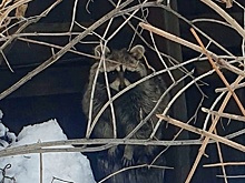 Сормовичи прикормили енота