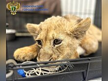 Юрист Георгиева: блогеру, у которого изъяли львенка, грозит дело о жестоком обращении