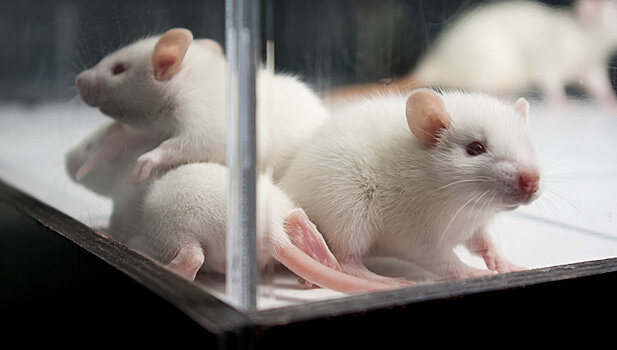 Крысы двигают регенеративную медицину